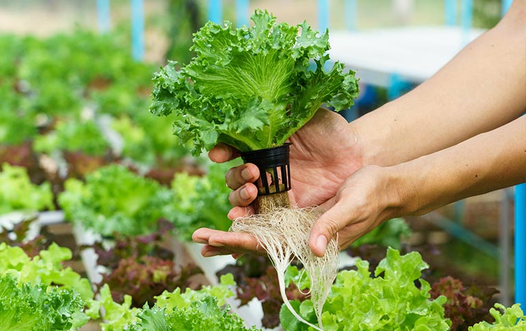 Bahrain Latest Vertical Farming and Hydroponics