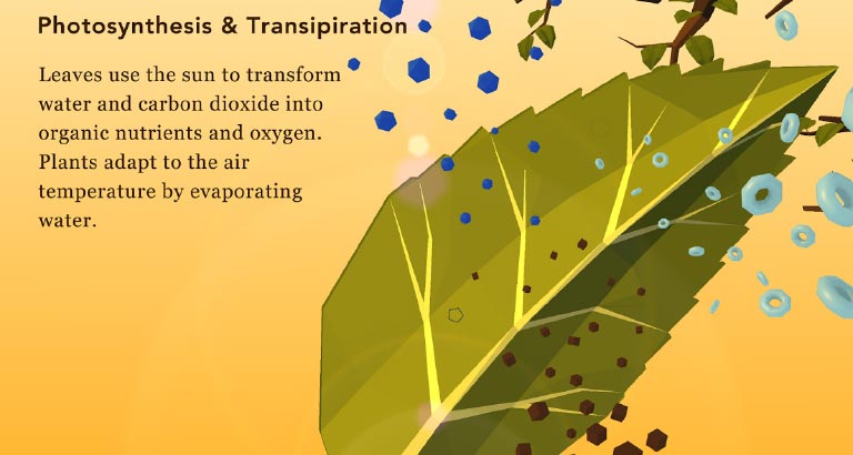 Namoo – Wonders of Plant Life