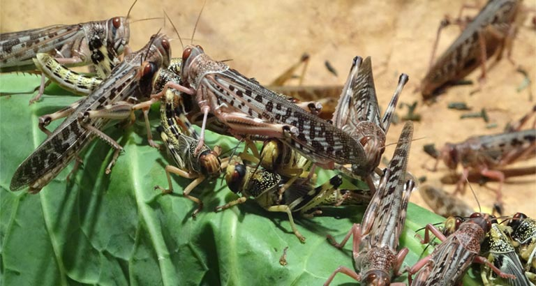 Locusts could return to the Bahrain this week 