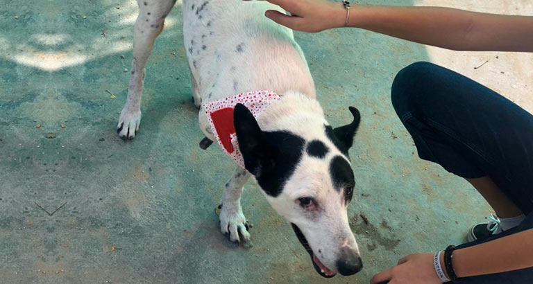 Music to the Rescue Aims to Raise Funds for Bahrain Animal Rescue Centre 
