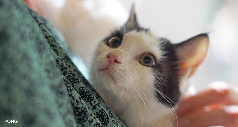 Cats up for Adoption at Bahrain Animal Rescue Centre (BARC) 