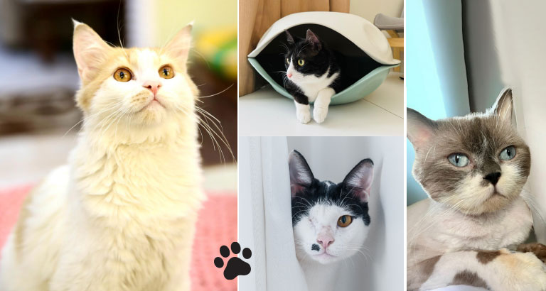 A Paws-itive Change for Feline Friends