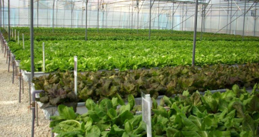 24,000 sqm Plot Part of HM King's Food Security Initiative