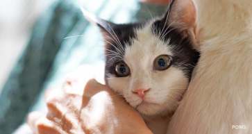 Cats up for Adoption at Bahrain Animal Rescue Centre (BARC)