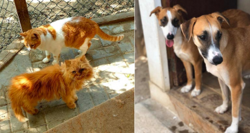2nd Edition of Online Music Event Aims to Raise Much Needed Funds for Shelter Animals