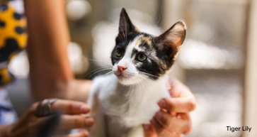 Adopting? These Cats are up for Adoption at the Bahrain Animal Rescue Centre