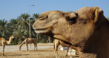 National Day Celebrations: Growing Up In Bahrain