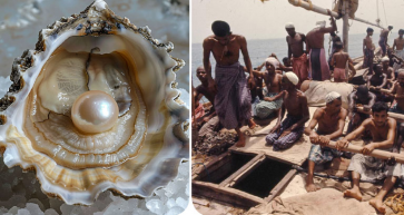 The History of Pearling in Bahrain - A Glimpse into an Ancient Legacy